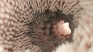 How does your body make poop?