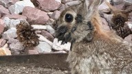Colorado rabbits show bizarre virus growths on their heads