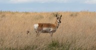 Hunters should research closures and fire restrictions before heading out