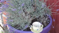 Lavender Plants Not Blooming? Here's A Simple Fix That Could Change Everything