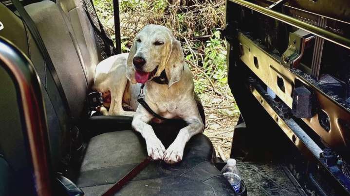 Knoxville K-9 and handler search for missing camper in Texas floods