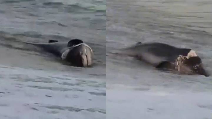 Hallan un tiburón muerto en la playa de Can Pere Antoni de Palma