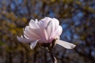 Will magnolia in my garden rebloom?