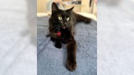 Maine Coon cat Prince wants to reign in your home
