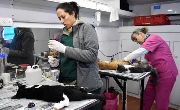 La unidad móvil de castraciones pasó por el barrio San José de Trelew