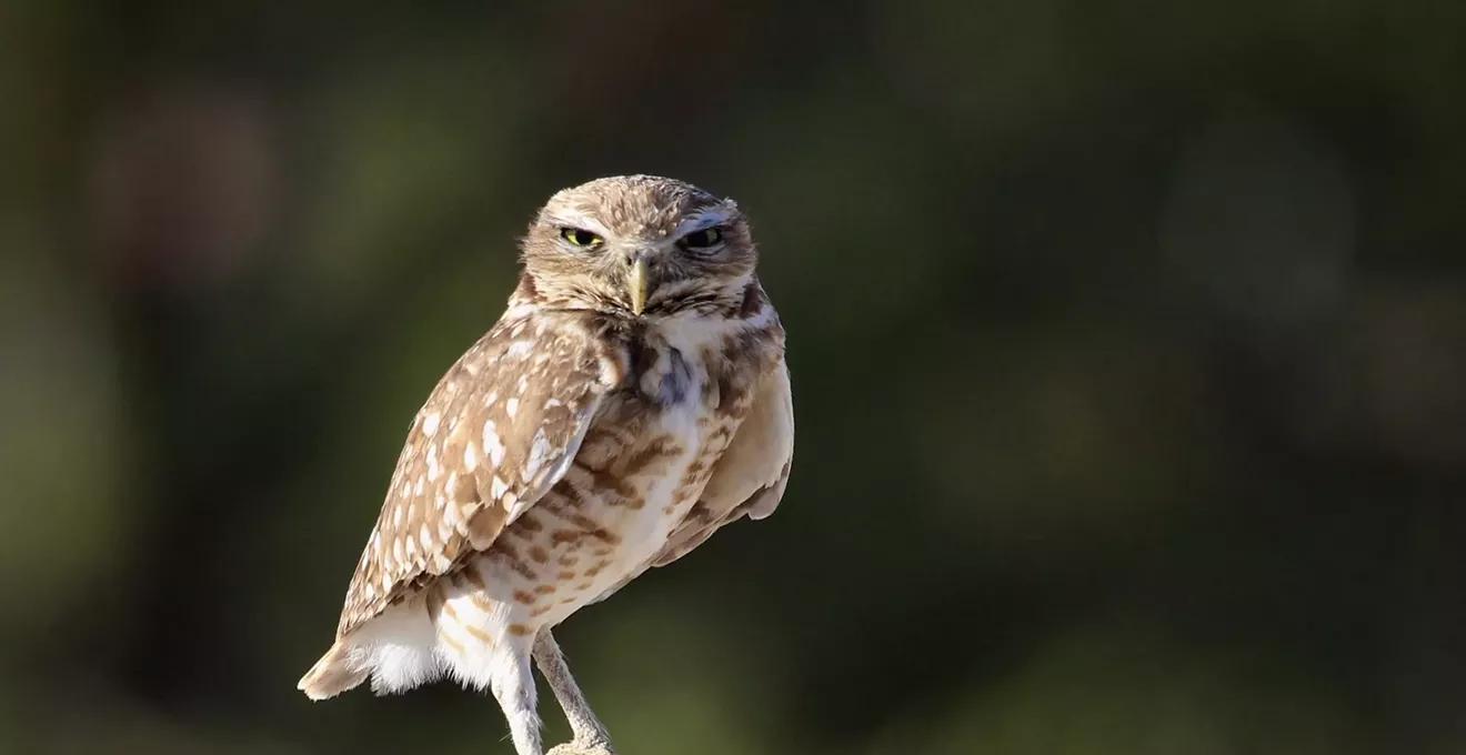 FAU to Evict Beloved Burrowing Owls Due to Campus Expansion
