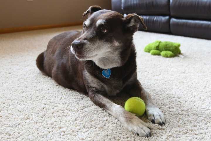 Senior dog is the right mix of ease and play