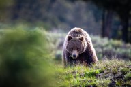 Yellowstone National Park Has A Grizzly Bear Problem: Here's How They Are Quietly Handling It
