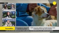 La importancia del perro pastor Chiribaya, reconocido patrimonio cultural de la Nación