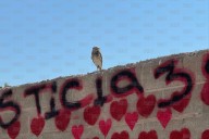 El guardián de Plenitud: Captan lechuza 'vigilando' instalaciones de crematorio