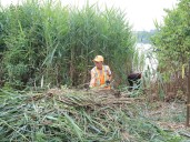 Sudbury on frontlines of Phragmites battle, environmental group says
