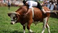 Conoce el Ochsenrennen, el evento alemán donde cada 4 años se hacen carreras cabalgando bueyes