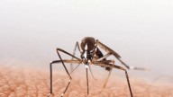 Mosquito Tests Positive for West Nile In Evansville