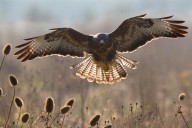 How the acrobatic buzzard survived persecution to become one of Britain's best avian hunters