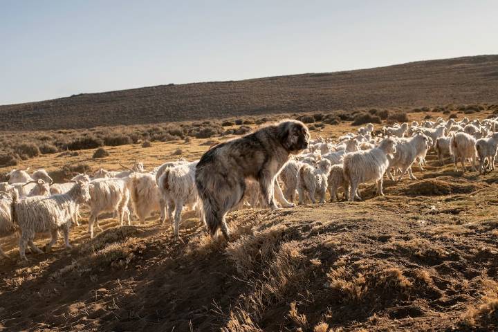 Anónimos, leales y atentos. Perros del campo: los guardianes del alma criolla