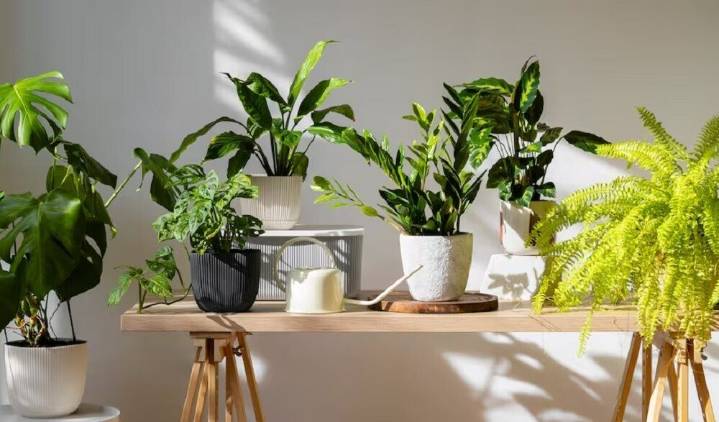 Las cinco plantas de interior que se aconseja no tener si se sufre de alergias