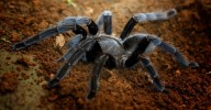 Scientists Discovered Tarantulas With Genitals So Large They Require a New Genus