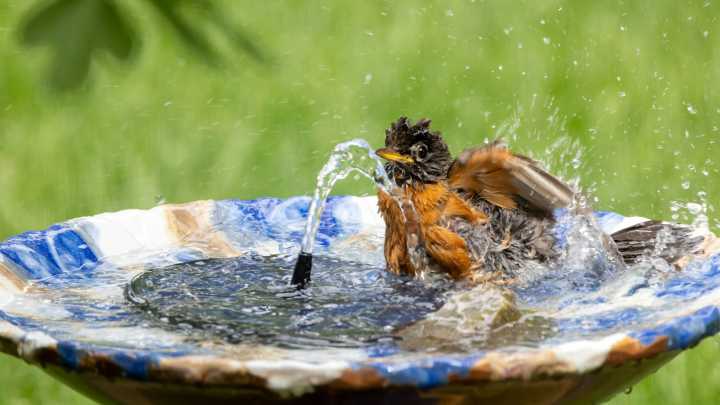9 Smart Tips To Keep Your Birdbath Beautiful