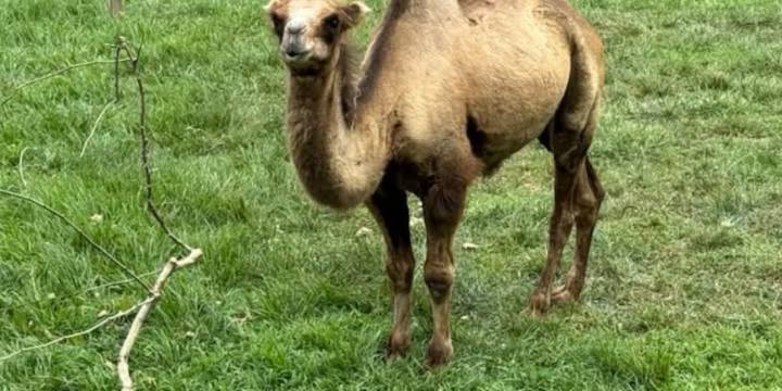 Mesker Park Zoo euthanizes camel after battling disease