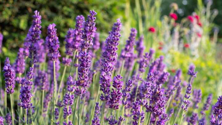 Which Lavender Variety Blooms The Longest?