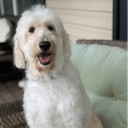 Warning issued for 'dangerous dog' on the loose in Crystal