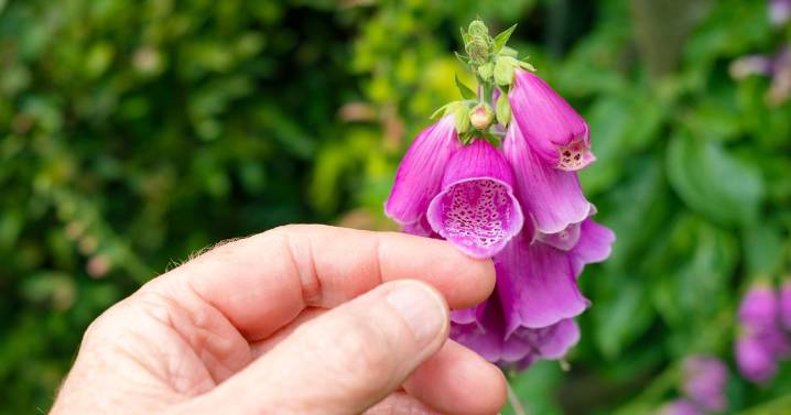 Gardener issues key tip for lavender and foxgloves