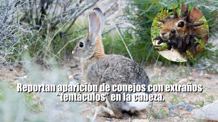 Reportan aparición de conejos con extraños “tentáculos”...