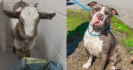 Rescue dog becomes hero by helping blind goat heal