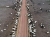 La ganadería sostenible podría frenar las emisiones de metano en Brasil, según ecologistas