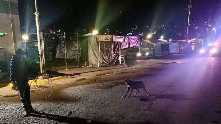 Retiran 15 perros en el primer cuadro de la Capital