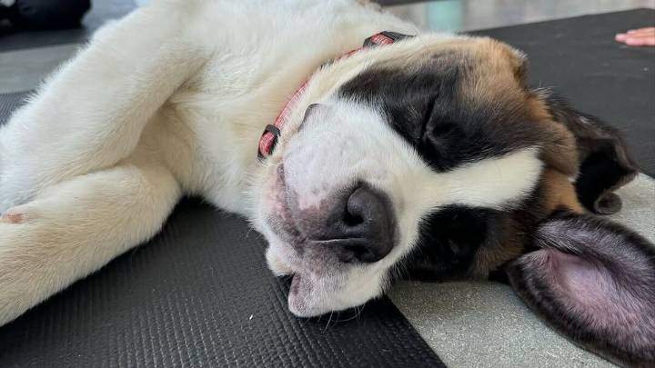 Downward dog meets actual dog in this adorable yoga class in Dallas