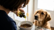 Por qué se recomienda agregar aceite de oliva en el alimento de tu mascota: un truco beneficioso