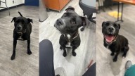 ‘Pause for Pets:’ Take a moment to meet Ebony!