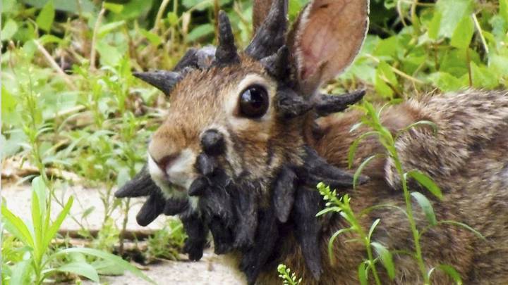 Rabbits With 'Horns' in Colorado Are Being Called 'Frankenstein Bunnies.' Here's Why