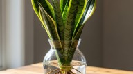 Lengua de suegra en agua: cada cuánto hay que cambiarla y por qué, según expertos en jardinería