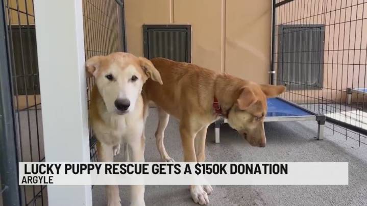 Lucky Puppy Rescue Gets $150,000 Donation