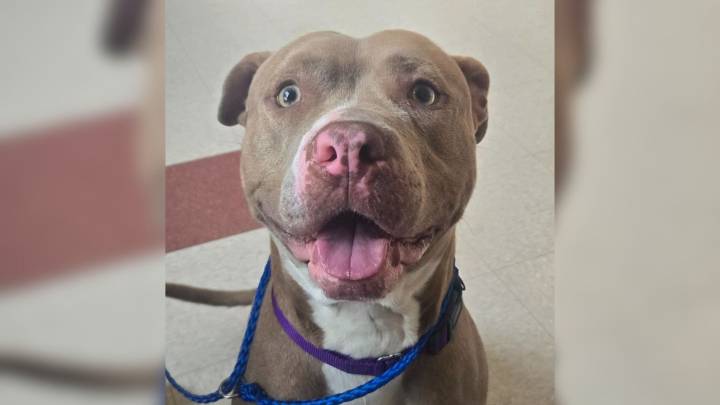 Ohio Dog Taken Back To Shelter A Day After Adoption Leaves Rescuers Confused