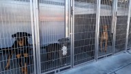 Refugios animales en EU colapsan por deportaciones: perros abandonados tras redadas