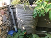 What are rain barrels for? How to get info and pick up your own