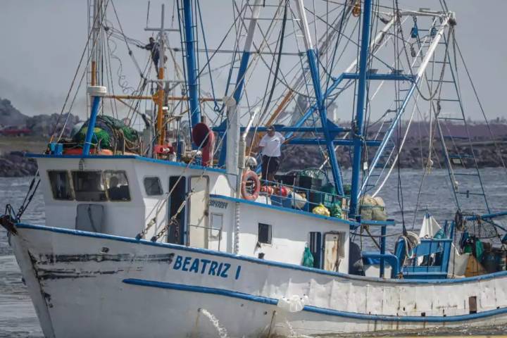 Pocas embarcaciones saldrán a capturar camarón en Campeche por altos costos