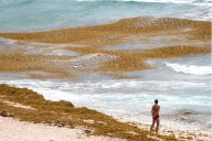 Sargazo da tregua al sur de Quintana Roo, pero se acumula en Cancún
