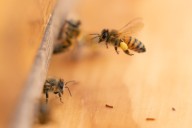 Bee attacks reported in Weslaco neighborhood