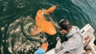 ¿Qué se sabe sobre el tiburón naranja que fue atrapado en medio del mar?; nunca antes se había visto