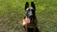 Smith County Sheriff’s Office K-9 Bella to get donation of body armor