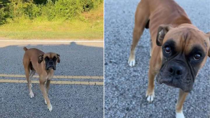 Dog Saved By Texas Rescuer Has The Sweetest Reaction To Receiving Cuddles For The First Time