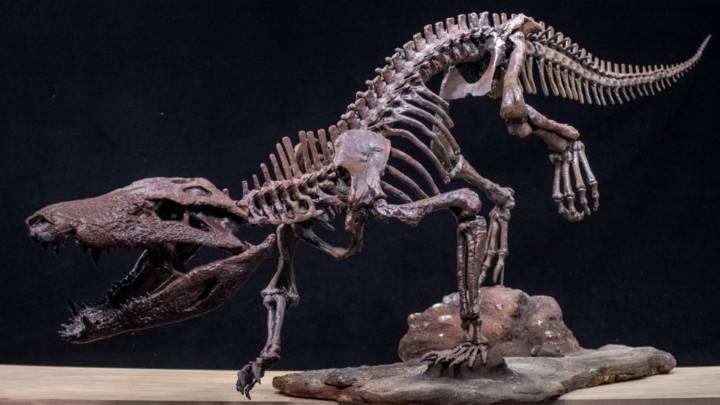 Un equipo del Conicet halló restos de un cocodrilo que convivió con los últimos dinosaurios en la Patagonia