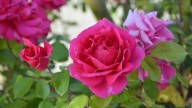 Plantas: así podés cuidar tus Rosales para que se mantengan sanos y tengan las flores más hermosas en primavera