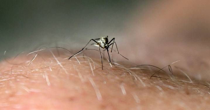 Malaria case in New Jersey may have been the result of local transmission, health officials say