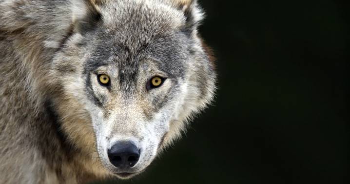 State Wildlife Commission member seeks changes around wolf hunting and snaring