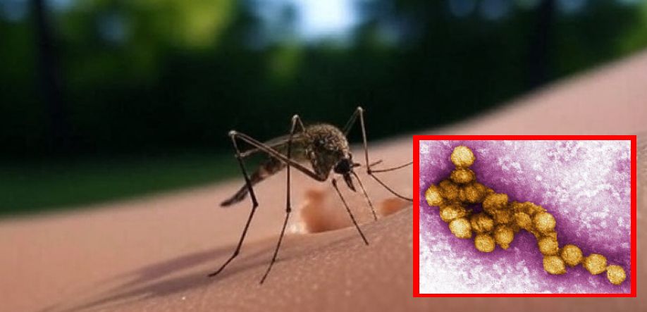 Massachusetts DPH finds West Nile Virus in New Bedford mosquito